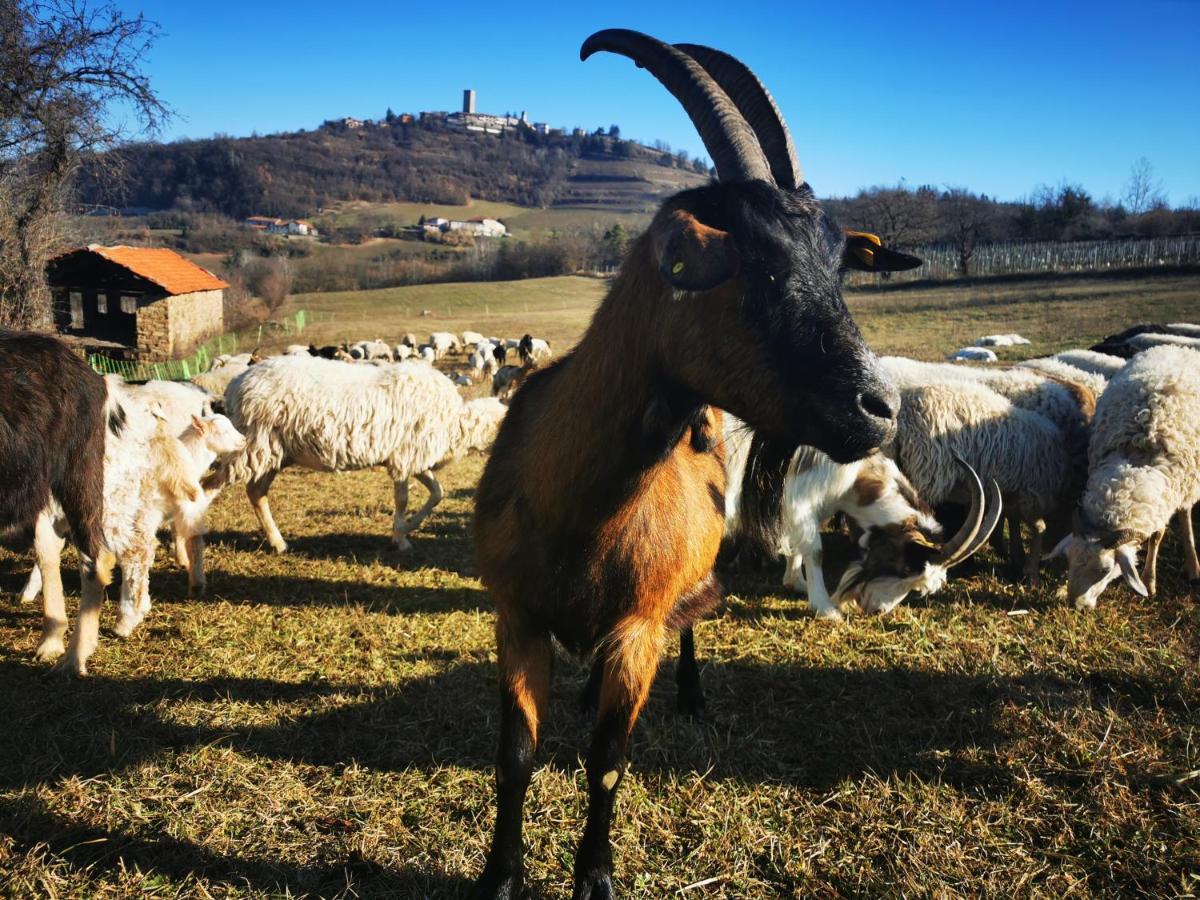 Agriturismo La Margherita San Giorgio Scarampi Exteriör bild